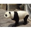 熊猫动物标本