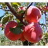 【优质】甘肃苹果苗 烟台红富士苹果苗 烟台农科院果业站