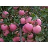 【新】烟台红富士苹果苗 m26矮化苹果苗