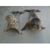 山东动物标本，山东动物标本制作，山东动物标本批发。青州纪元。
