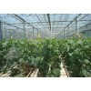 高档智能蔬菜温室承建好的公司就在圣龙实业集团有限公司
