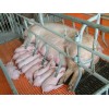 河北母猪产床专业厂家报价、母猪产床价格低廉质量优质