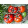 寿光番茄种苗图片