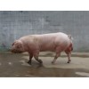 山东大白种猪。长白猪最新报价。种猪养殖基地