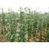 景华苗木—优质美国红枫基地|最好的美国红枫供应
