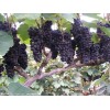 葡萄优质供应商值得信赖的好产品又圆又好吃又甜
