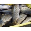 黄河鲤鱼新鲜有美味好的产品好的厂家优质的产品价格齐全