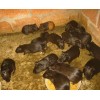 广西黑豚 黑豚种苗首选桂林明信养殖有限公司