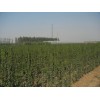 淄博绿野苗木供应最便宜的山东北海道黄杨，最新批发价格