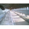 鸡笼专供 供应养鸡专用笼 鸡笼厂家