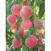 山东果树-映霜红桃