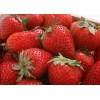 豫北果树苗木基地专业销售草莓苗 安阳无线市区直销