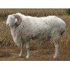 有品质的济宁市小尾寒羊,小尾寒羊价格，选择山东省农科院制造公司