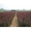 供应优质红叶李苗，青州红叶李苗基地常年预定红叶李紫叶李苗.