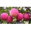 销售最好的仲秋蜜桃苗种植基地，益友果树