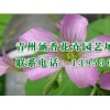 在潍坊市找加盟绿化苗木专业生产公司来涵香花卉