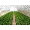 蔬菜温室大棚造价哪的便宜-青州金锋大棚工程