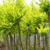 金叶榆供应商 金叶榆价格种植批发基地-宏润苗木