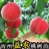 映霜红桃树苗品种 映霜红桃树苗供应 映霜红桃树苗价格报价