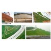 介绍广州现代园林施工公司|广州垂直绿化施工公司