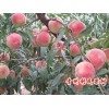 映霜红桃树苗 品种好 长期大量批发供应