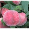 益农果树基地专业种植映霜红桃苗品种好价格低