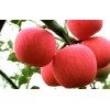 【优良品种】红富士苹果苗 烟台红富士苹果苗