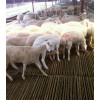 哪的竹羊床最便宜 竹羊床价格 羊用漏粪板 羊床批发 羊床价格