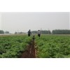 田园巧播种多少钱一台 山东胶州田园播种机 蔬菜播种机