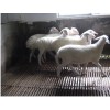 羊床 羊床图片 羊床价格 羊床厂家 羊床批发 羊用漏粪板