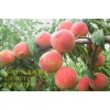 高产映霜红桃苗 就到青州兴民果树苗木 价格便宜