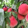 桃苗品种什么好 桃苗价格 桃苗供应就到青州兴民果树