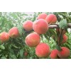 青州高产量桃树苗哪里找？请到兴民来！