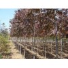 红枫苗木种植园供应性价比最高的秋紫白蜡
