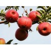利农果蔬合作社出售最好的富硒苹果