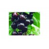 最好的黑珍珠大樱桃苗木，成长周期多久