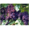 利农果蔬合作社出售优质富硒葡萄