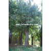 40公分皂角树价格 山东皂角树价格 青州皂角树基地