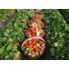 烟台优质草莓苗