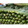 田润种植产销合作社优质黄瓜要怎么买？