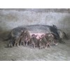 山东省最优质的野猪生产基地