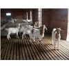 威海波尔山羊养殖场|山东省外贸波尔山羊养殖场生产基地